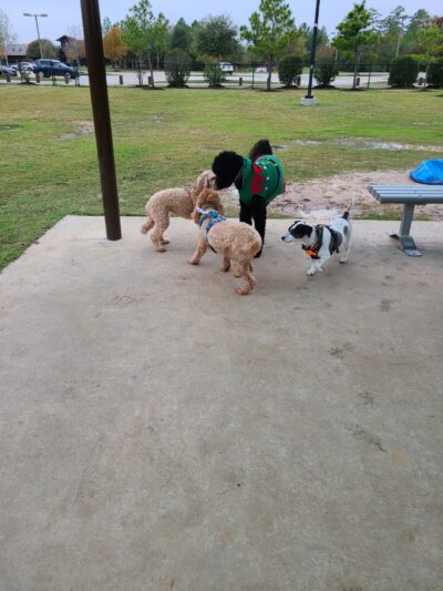Rob Fleming Dog Park - Spring, TX