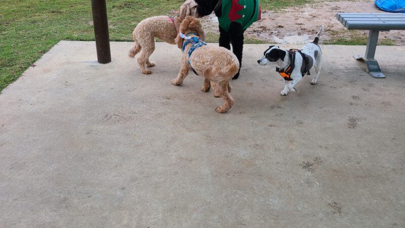 Rob Fleming Dog Park - Spring, TX