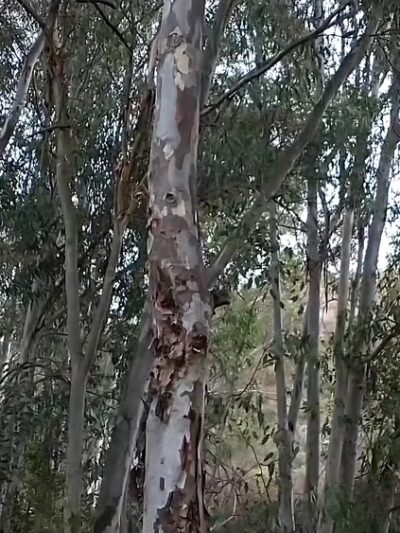 Dictionary Hill Open Space Preserve - Spring Valley, CA