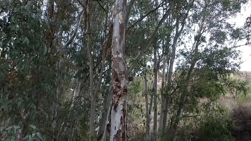 Dictionary Hill Open Space Preserve - Spring Valley, CA
