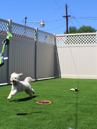 Bark Park - Spring Valley, CA