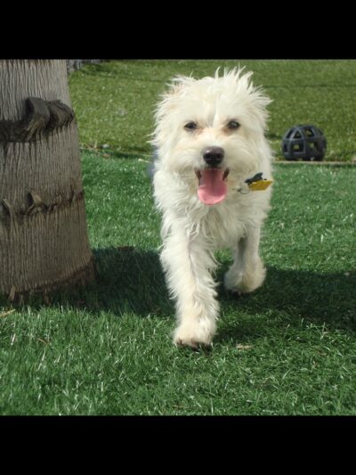 Bark Park - Spring Valley, CA