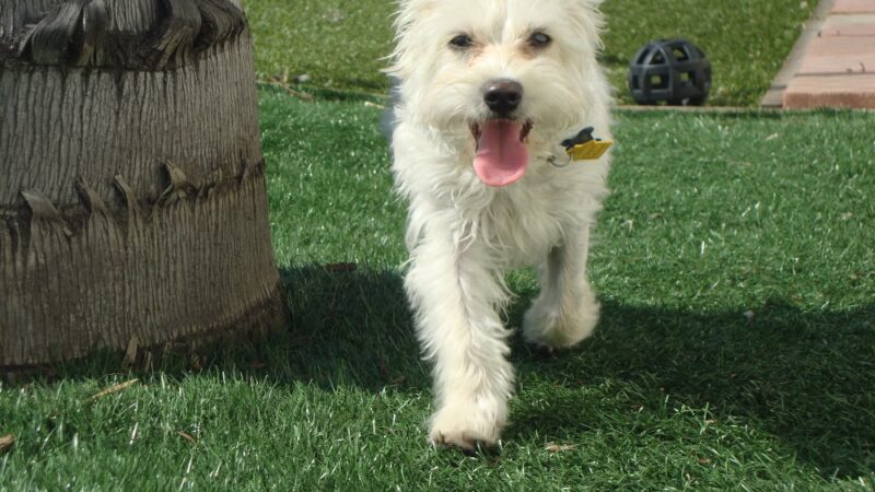 Bark Park - Spring Valley, CA