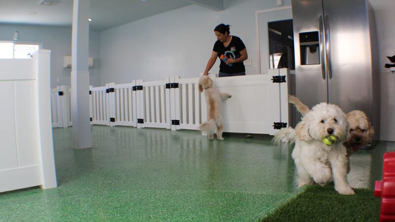 Bark Park - Spring Valley, CA