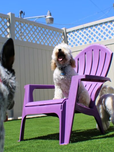 Bark Park - Spring Valley, CA