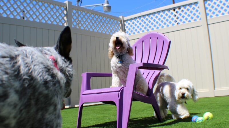 Bark Park - Spring Valley, CA