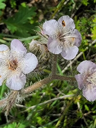 Dictionary Hill - Spring Valley, CA