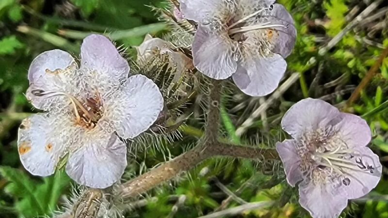Dictionary Hill - Spring Valley, CA