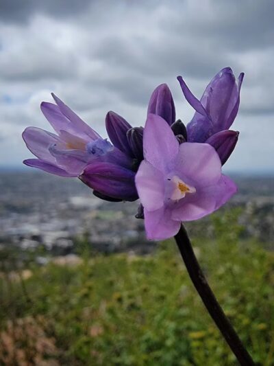 Dictionary Hill - Spring Valley, CA