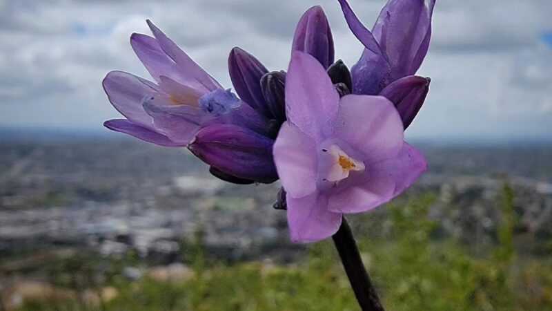 Dictionary Hill - Spring Valley, CA