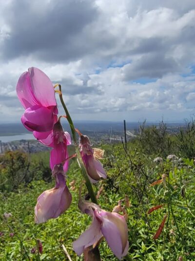 Dictionary Hill - Spring Valley, CA