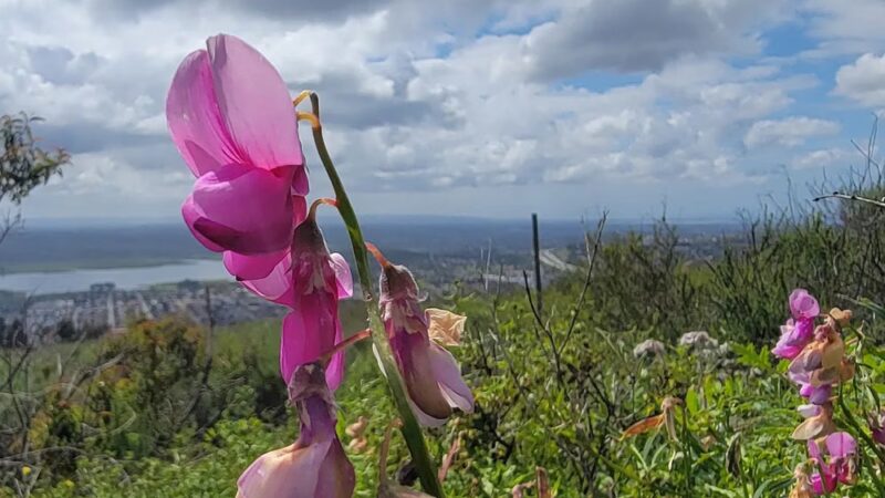 Dictionary Hill - Spring Valley, CA