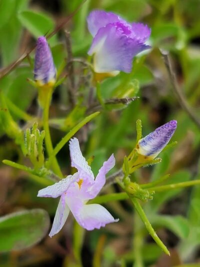 Dictionary Hill - Spring Valley, CA
