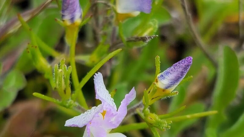 Dictionary Hill - Spring Valley, CA