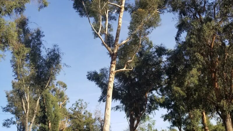 Eucalyptus County Park - Spring Valley, CA