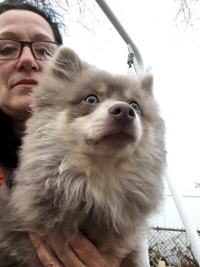 Dog Walker/ Pet Sitter/ Y & H Services / Springfield Mas - Springfield, MA