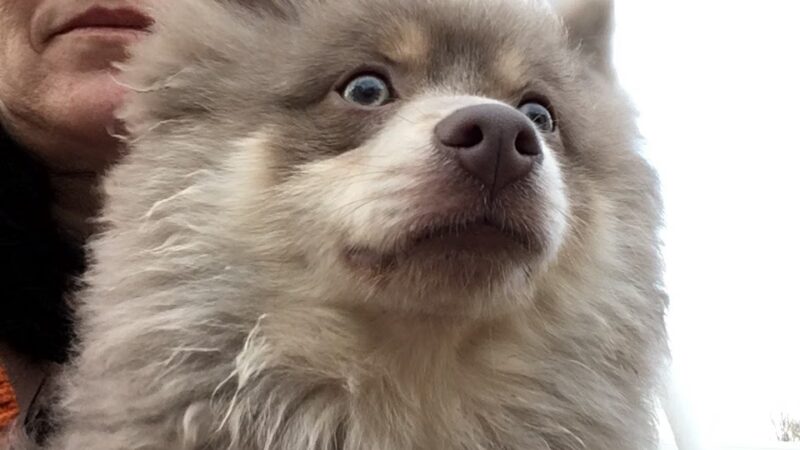 Dog Walker/ Pet Sitter/ Y & H Services / Springfield Mas - Springfield, MA