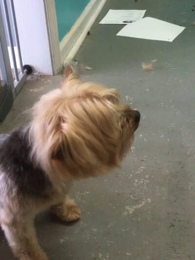 Dog Walker/ Pet Sitter/ Y & H Services / Springfield Mas - Springfield, MA