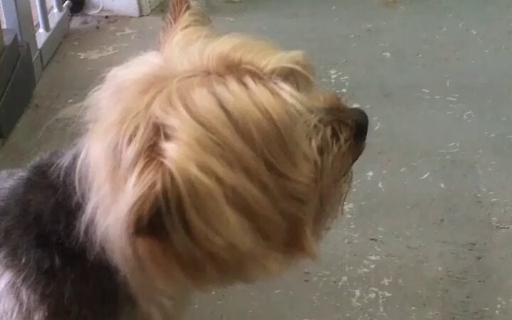 Dog Walker/ Pet Sitter/ Y & H Services / Springfield Mas - Springfield, MA