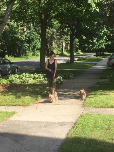 Dog Walker/ Pet Sitter/ Y & H Services / Springfield Mas - Springfield, MA