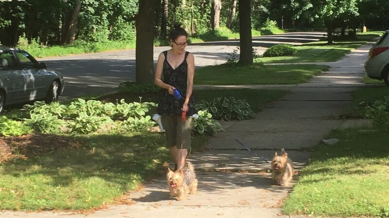 Dog Walker/ Pet Sitter/ Y & H Services / Springfield Mas - Springfield, MA