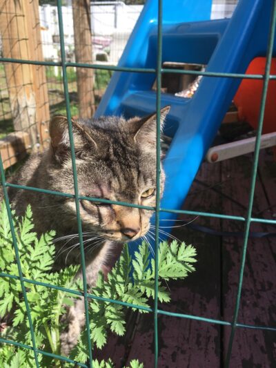 Dog Walker/ Pet Sitter/ Y & H Services / Springfield Mas - Springfield, MA