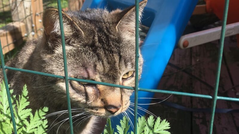 Dog Walker/ Pet Sitter/ Y & H Services / Springfield Mas - Springfield, MA