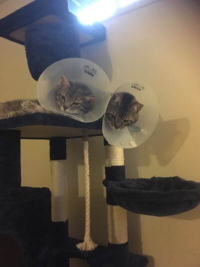 Dog Walker/ Pet Sitter/ Y & H Services / Springfield Mas - Springfield, MA