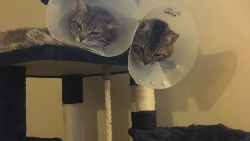 Dog Walker/ Pet Sitter/ Y & H Services / Springfield Mas - Springfield, MA