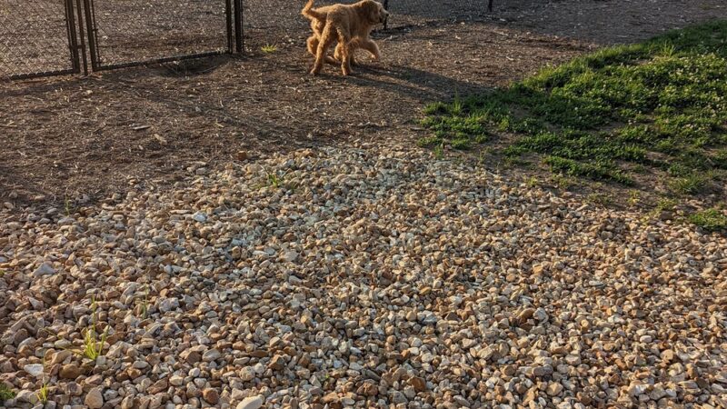 Bark Yard - Springfield, MO