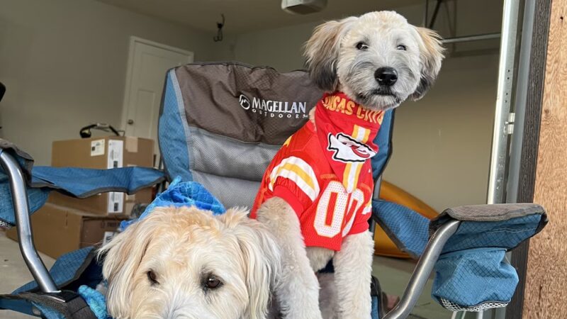 Bark Yard - Springfield, MO