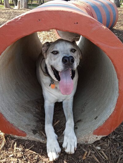 Bark Yard - Springfield, MO