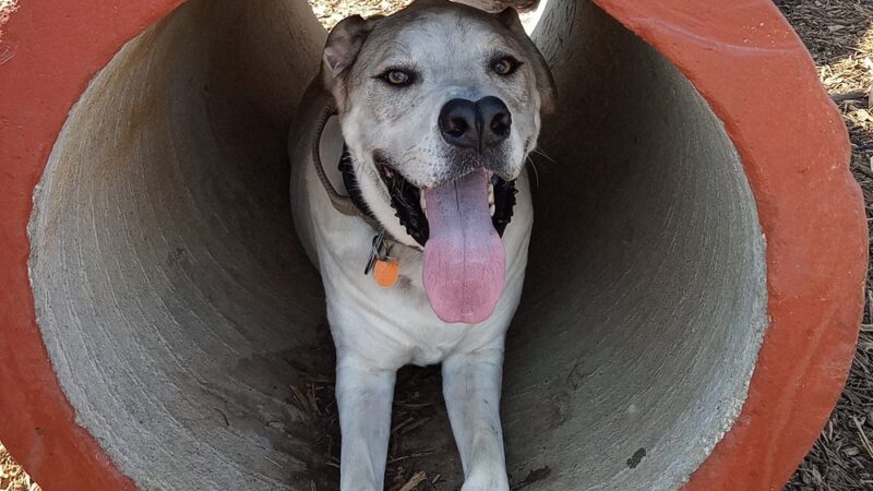 Bark Yard - Springfield, MO