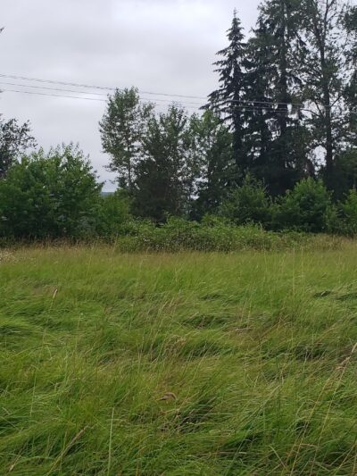 Bluebelle Park - Springfield, OR