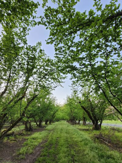 Dorris Ranch - Springfield, OR