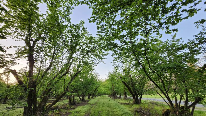 Dorris Ranch - Springfield, OR