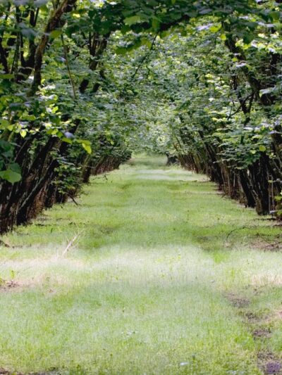 Dorris Ranch - Springfield, OR