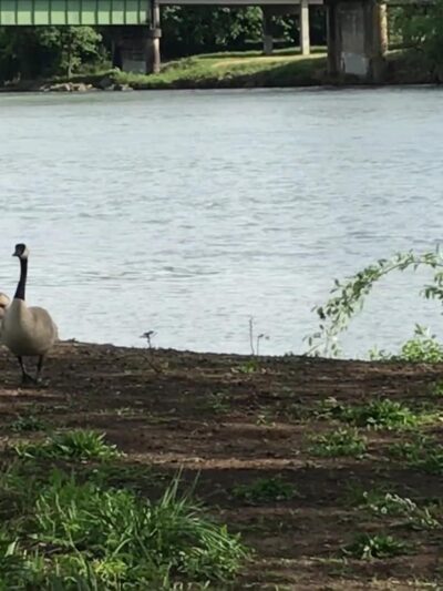 Island Park - Springfield, OR