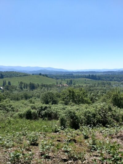 Jasper Meadows - Springfield, OR