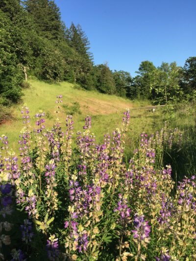 Willamalane Preservation Park - Springfield, OR