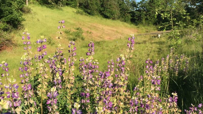 Willamalane Preservation Park - Springfield, OR