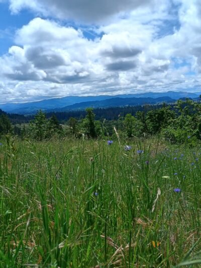 Willamette Heights Park - Springfield, OR