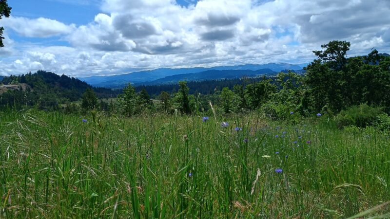 Willamette Heights Park - Springfield, OR