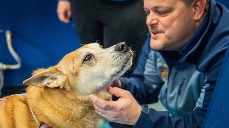 A Dog's Day Out - Springfield, VA