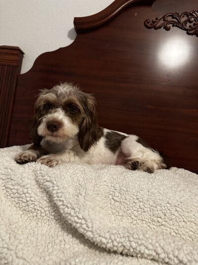 A Dog's Day Out - Springfield, VA