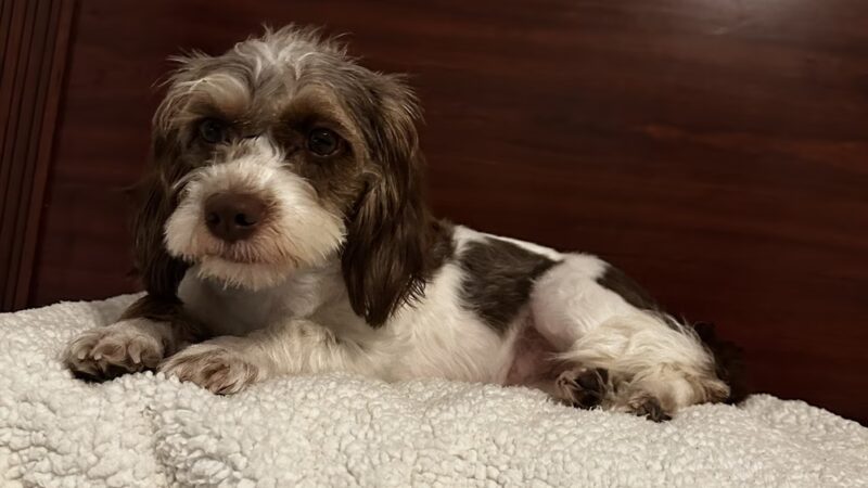 A Dog's Day Out - Springfield, VA