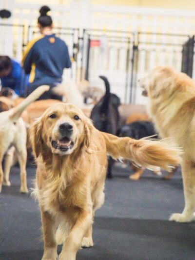 A Dog's Day Out - Springfield, VA