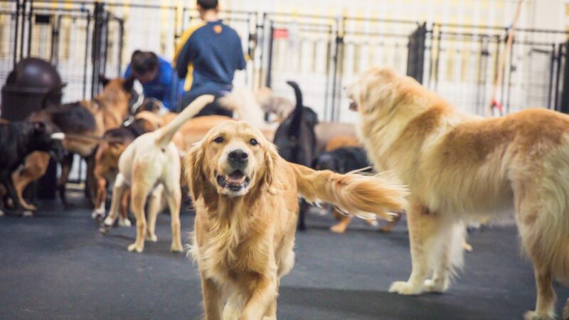 A Dog's Day Out - Springfield, VA