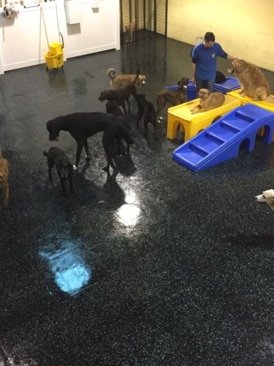 A Dog's Day Out - Springfield, VA