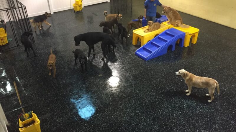 A Dog's Day Out - Springfield, VA